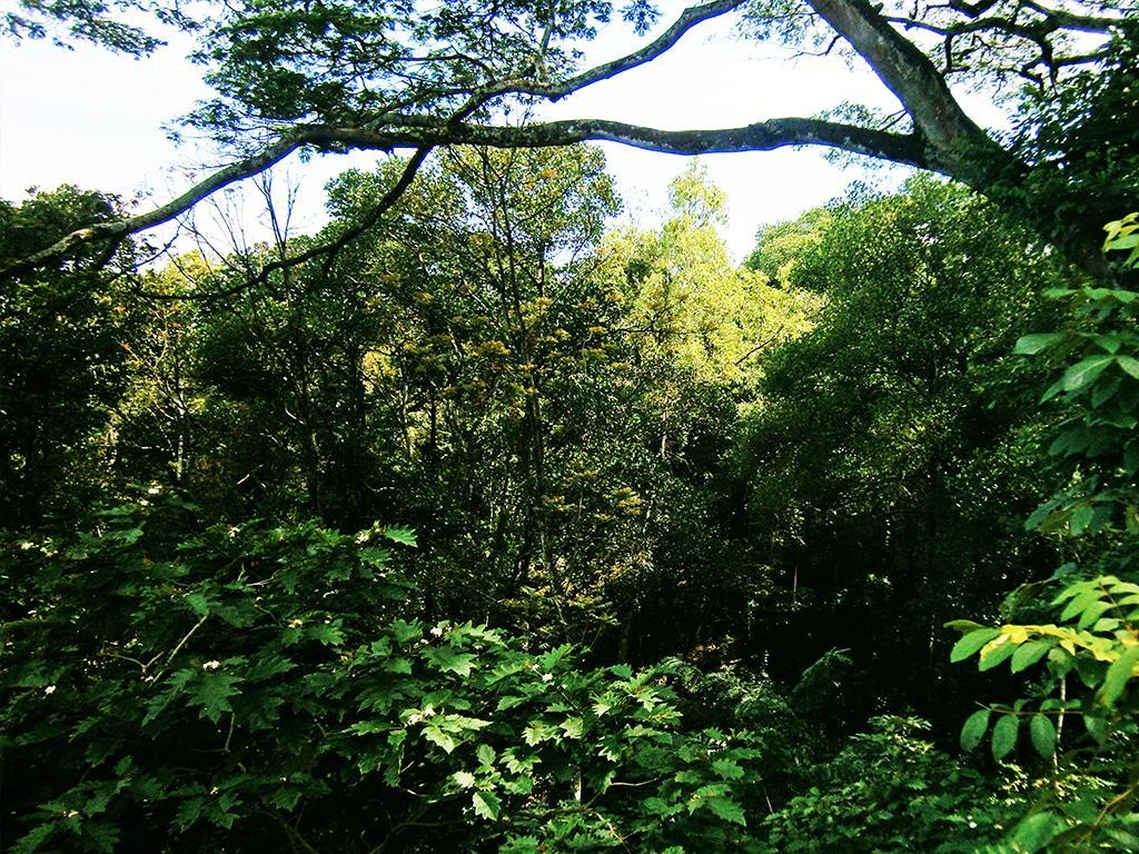 Surrey Bird Sanctuary & Holiday Resort Welimada Zewnętrze zdjęcie